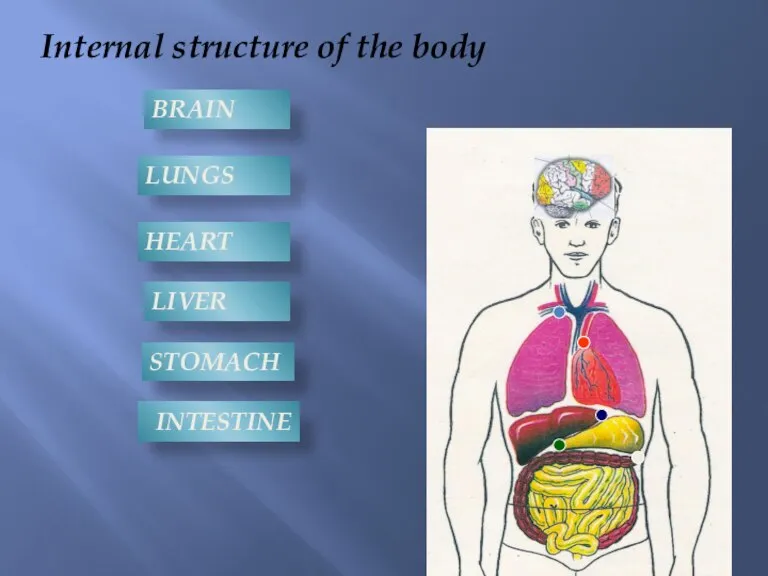 Internal structure of the body BRAIN LUNGS HEART LIVER STOMACH INTESTINE