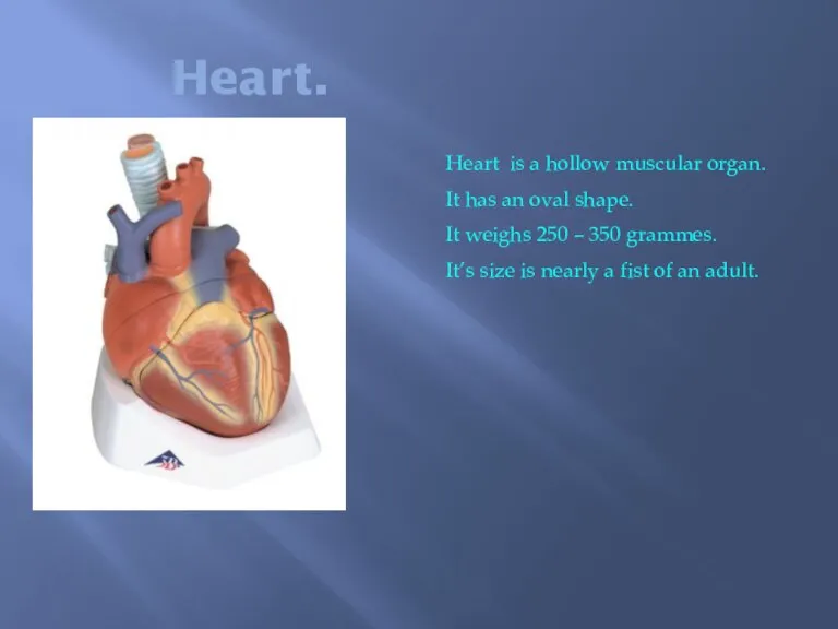 Heart. Heart is a hollow muscular organ. It has an oval shape.