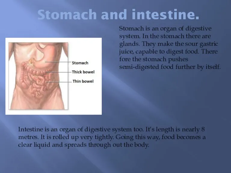 Stomach and intestine. Stomach is an organ of digestive system. In the