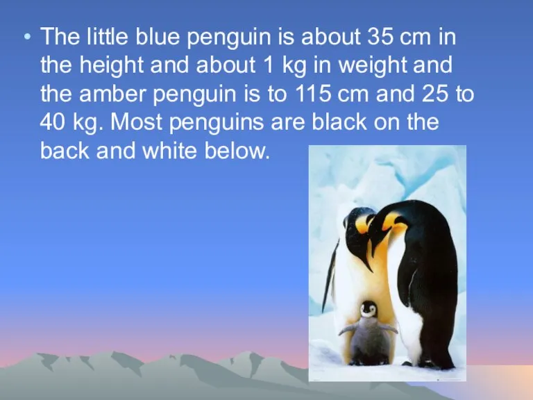 The little blue penguin is about 35 cm in the height and