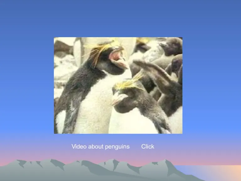 Video about penguins Click