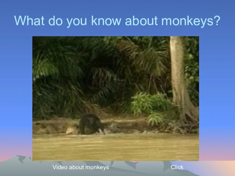 What do you know about monkeys? Video about monkeys Click