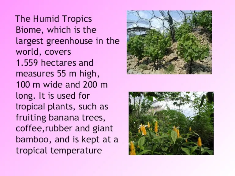 The Humid Tropics Biome, which is the largest greenhouse in the world,