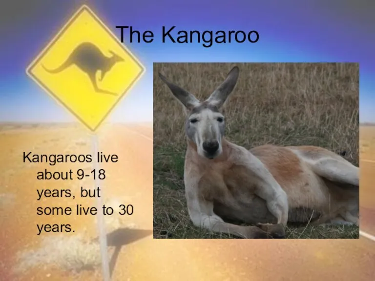 The Kangaroo Kangaroos live about 9-18 years, but some live to 30 years.