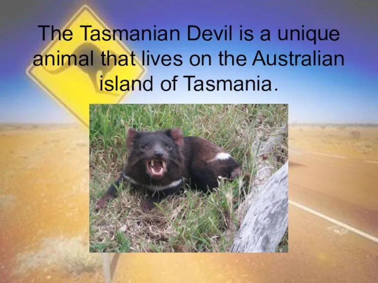 The Tasmanian Devil is a unique animal that lives on the Australian island of Tasmania.