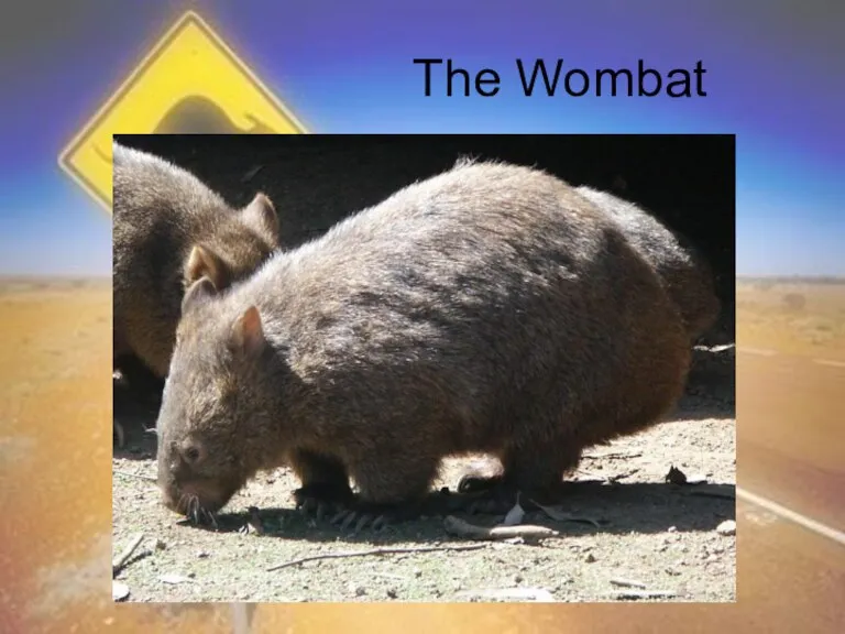 The Wombat
