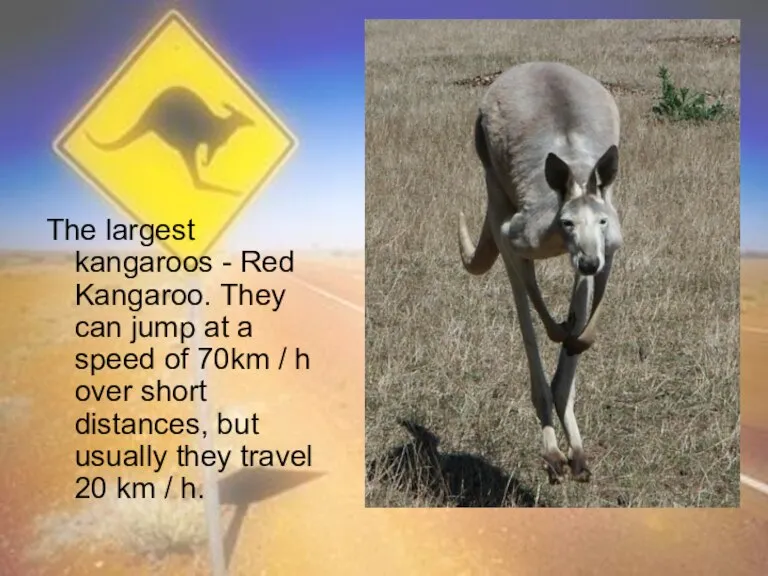 The largest kangaroos - Red Kangaroo. They can jump at a speed