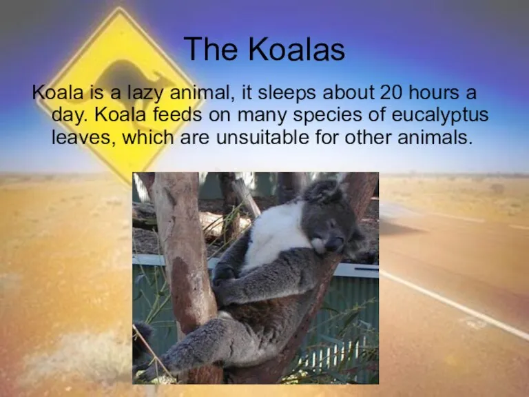The Koalas Koala is a lazy animal, it sleeps about 20 hours