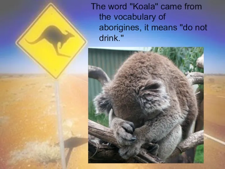 The word "Koala" came from the vocabulary of aborigines, it means "do not drink."