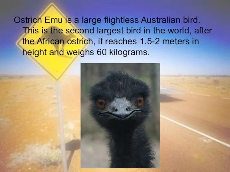 Ostrich Emu is a large flightless Australian bird. This is the second