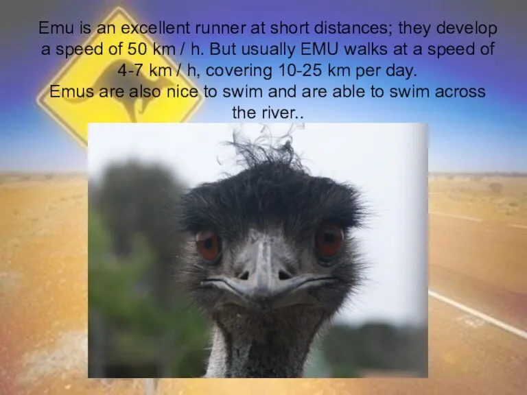 Emu is an excellent runner at short distances; they develop a speed