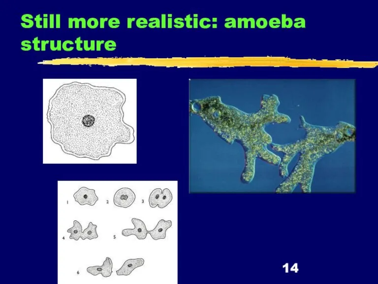 Still more realistic: amoeba structure