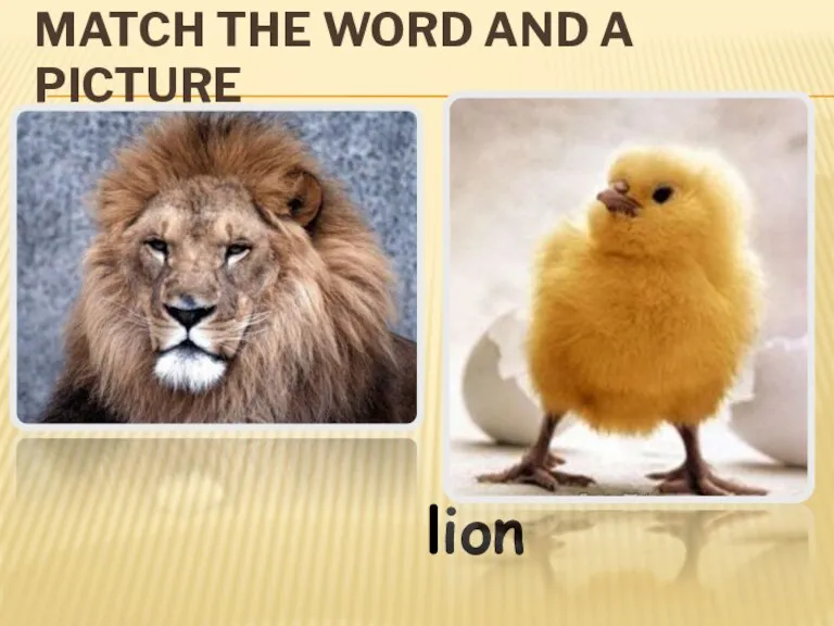 MATCH THE WORD AND A PICTURE lion