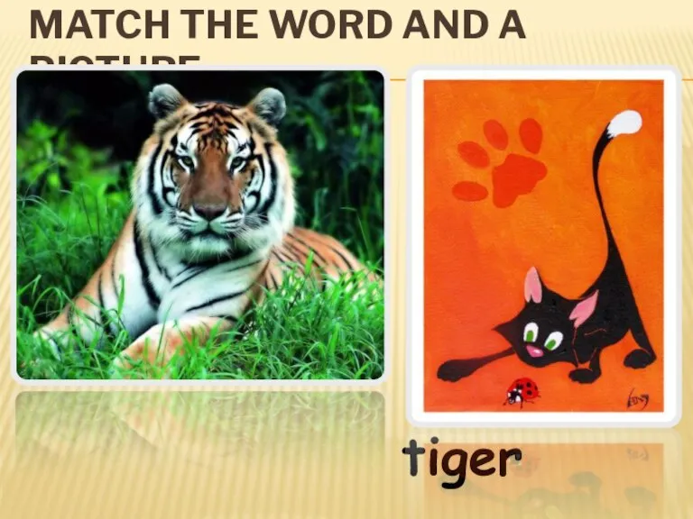 MATCH THE WORD AND A PICTURE tiger