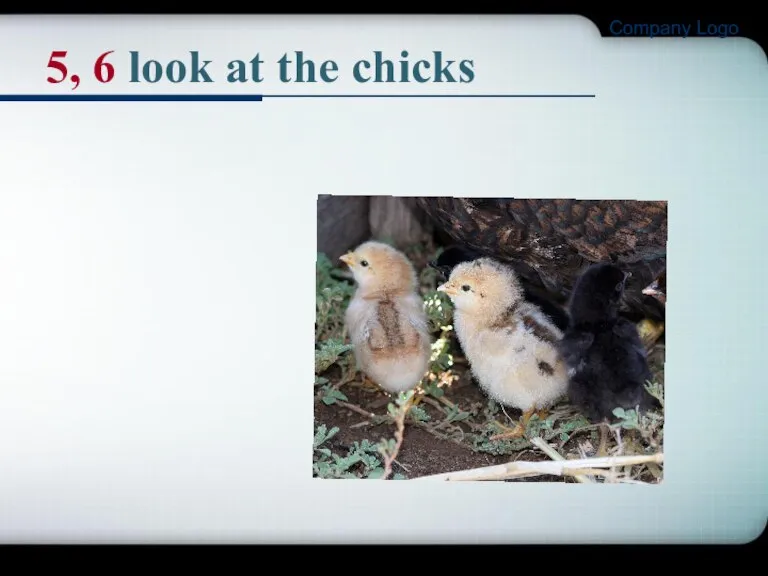 Company Logo 5, 6 look at the chicks