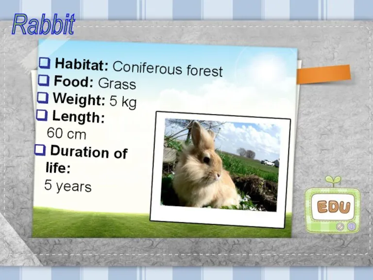 Habitat: Coniferous forest Food: Grass Weight: 5 kg Length: 60 cm Duration