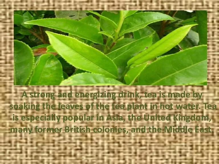 A strong and energizing drink, tea is made by soaking the leaves