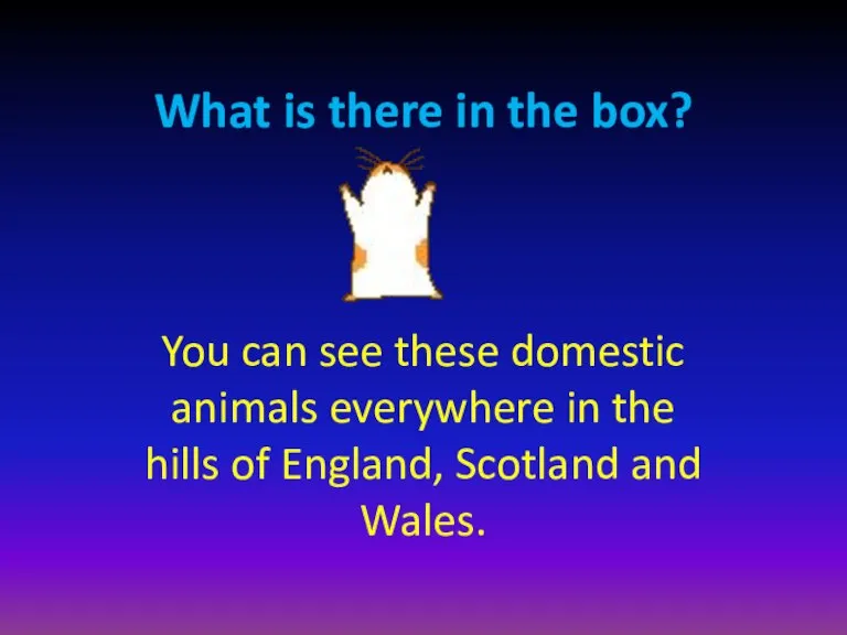 What is there in the box? You can see these domestic animals