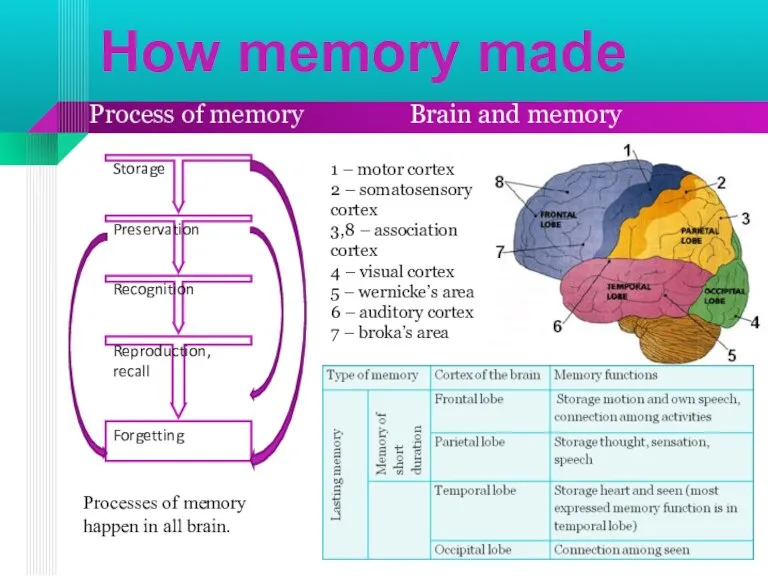 How memory made Storage Preservation Recognition Reproduction, recall Forgetting Process of memory