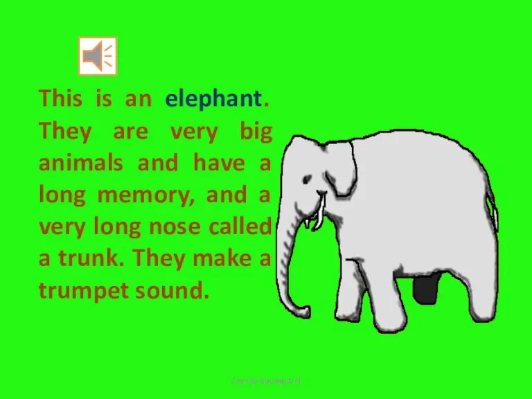 This is an elephant. They are very big animals and have a