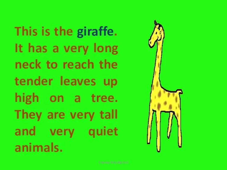 This is the giraffe. It has a very long neck to reach