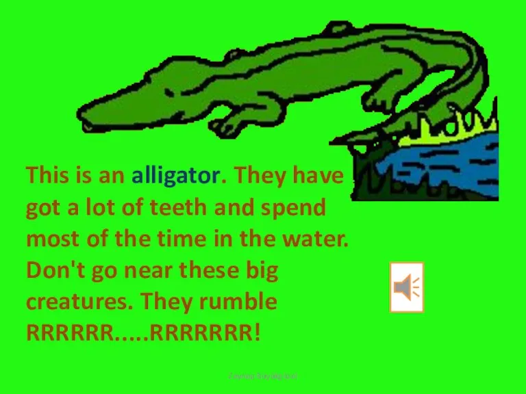 This is an alligator. They have got a lot of teeth and