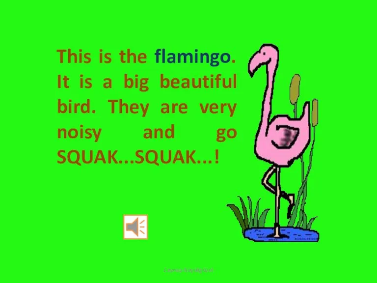 This is the flamingo. It is a big beautiful bird. They are