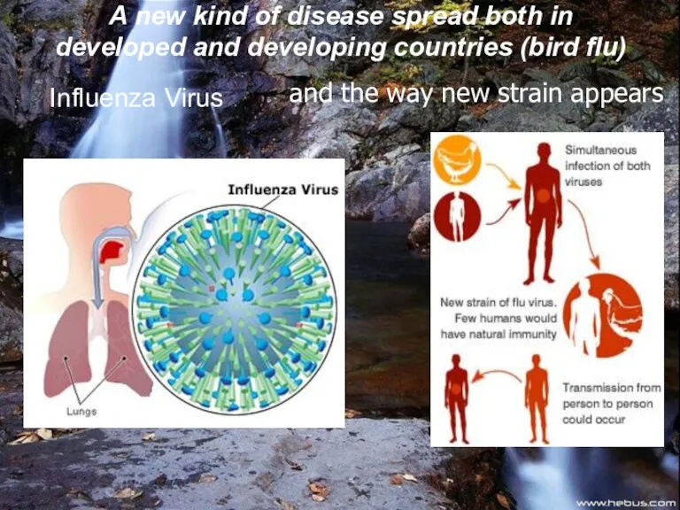 and the way new strain appears Influenza Virus A new kind of