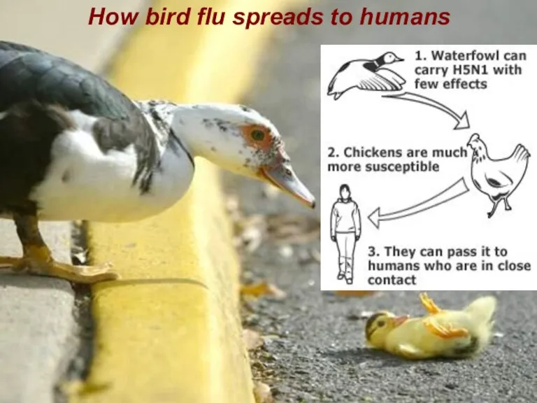 How bird flu spreads to humans