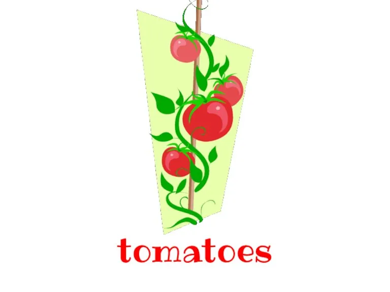 tomatoes