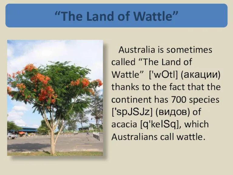 Australia is sometimes called “The Land of Wattle” ['wOtl] (акации) thanks to