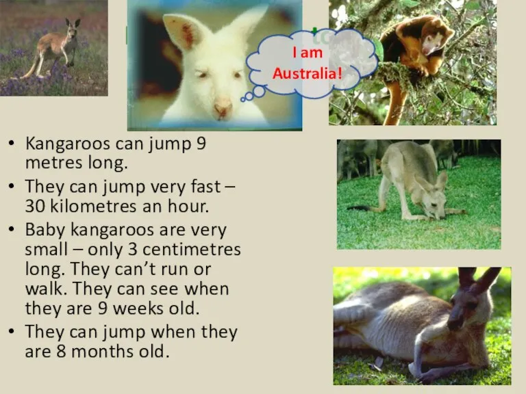 Kangaroos can jump 9 metres long. They can jump very fast –