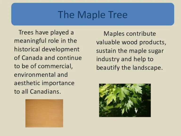 Trees have played a meaningful role in the historical development of Canada