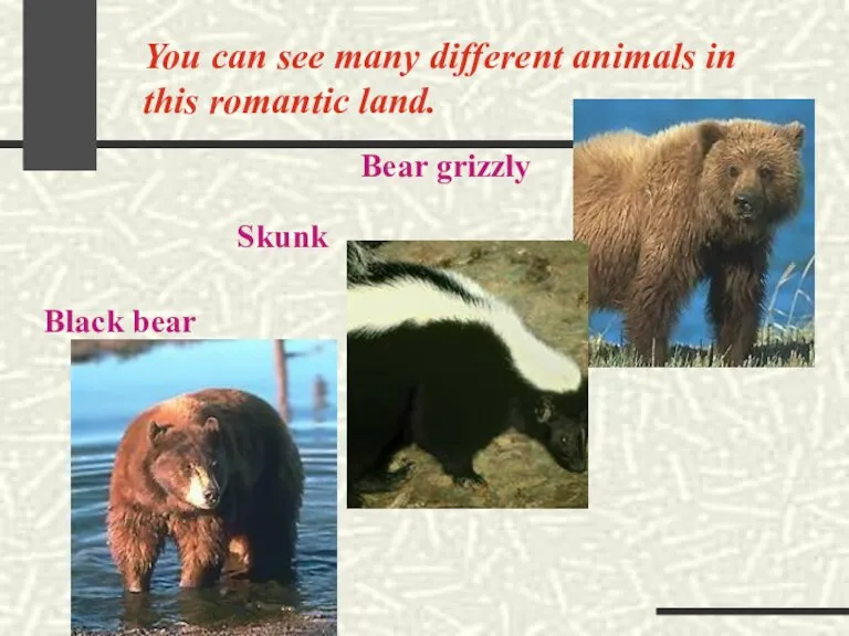 You can see many different animals in this romantic land. Bear grizzly Skunk Black bear