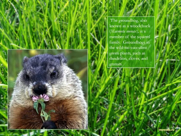 The groundhog, also known as a woodchuck (Marmota monax), is a member