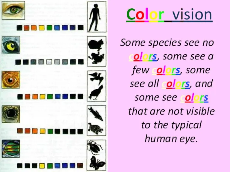 Color vision Some species see no colors, some see a few colors,