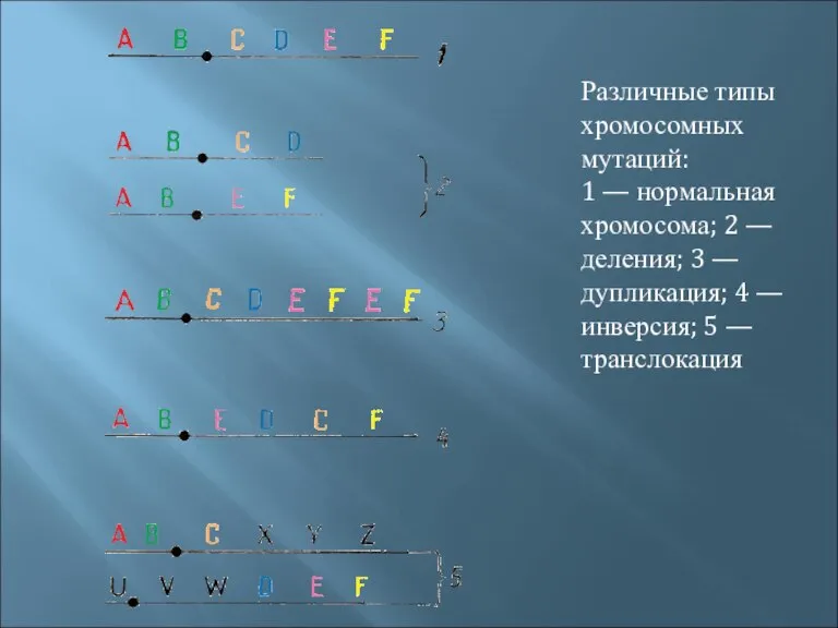 Различные типы хромосомных мутаций: 1 — нормальная хромосома; 2 — деления; 3