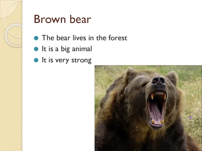 Brown bear The bear lives in the forest It is a big