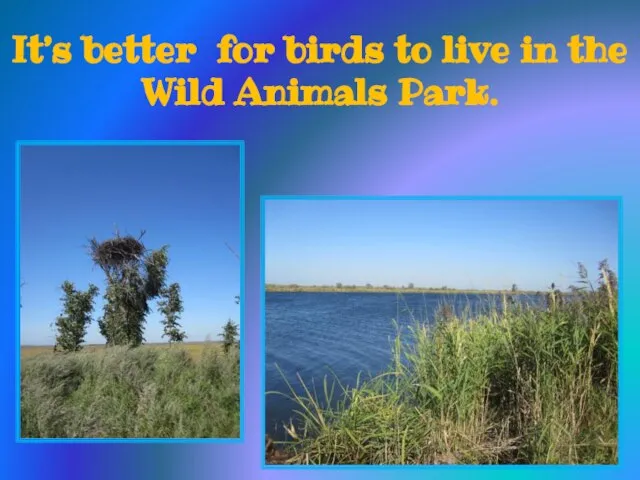 It’s better for birds to live in the Wild Animals Park.