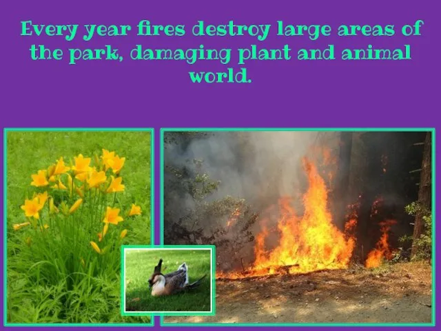 Every year fires destroy large areas of the park, damaging plant and animal world.