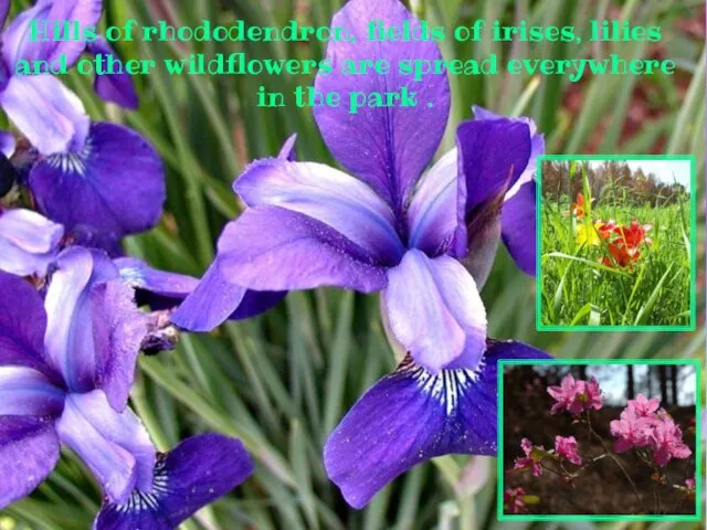 Hills of rhododendron, fields of irises, lilies and other wildflowers are spread