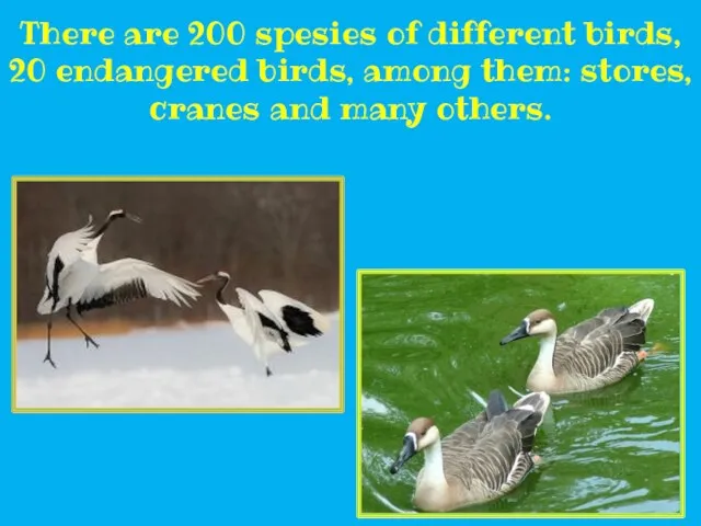 There are 200 spesies of different birds, 20 endangered birds, among them: