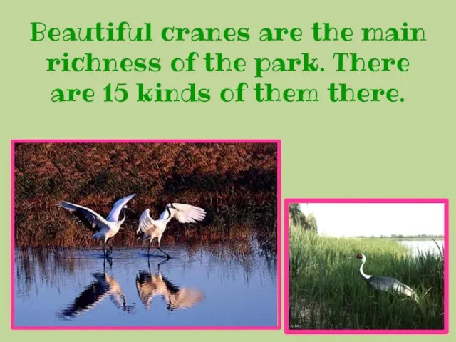 Beautiful cranes are the main richness of the park. There are 15 kinds of them there.