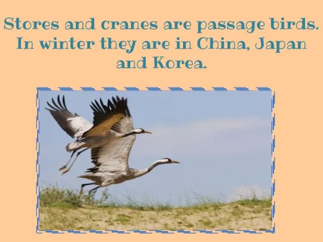 Stores and cranes are passage birds. In winter they are in China, Japan and Korea.
