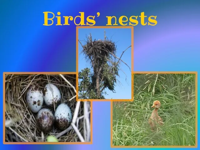 Birds’ nests