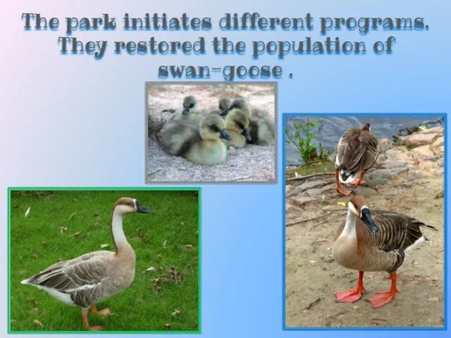 The park initiates different programs. They restored the population of swan-goose .