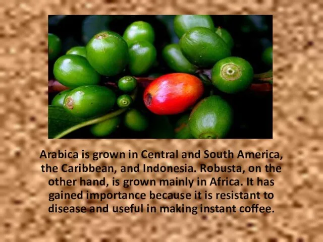 Arabica is grown in Central and South America, the Caribbean, and Indonesia.