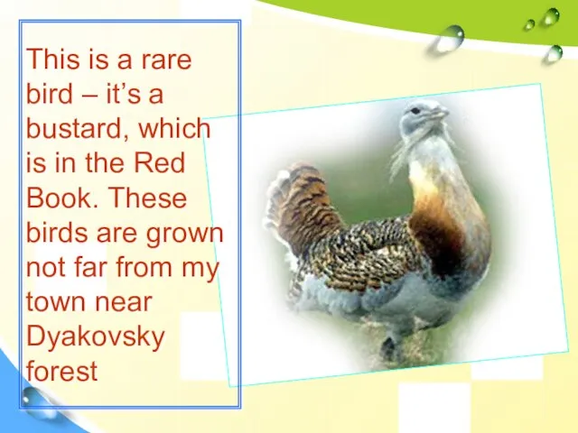 This is a rare bird – it’s a bustard, which is in