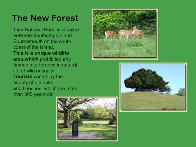 The New Forest This National Park is situated between Southampton and Bournemouth