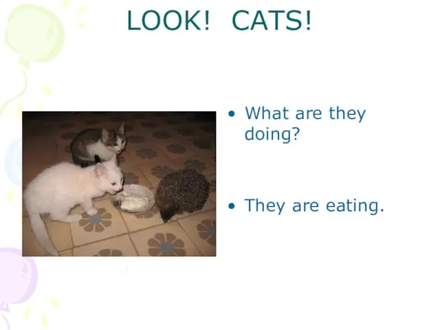 What are they doing? They are eating. LOOK! CATS!